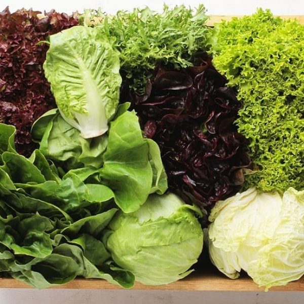variedades-de-lechuga